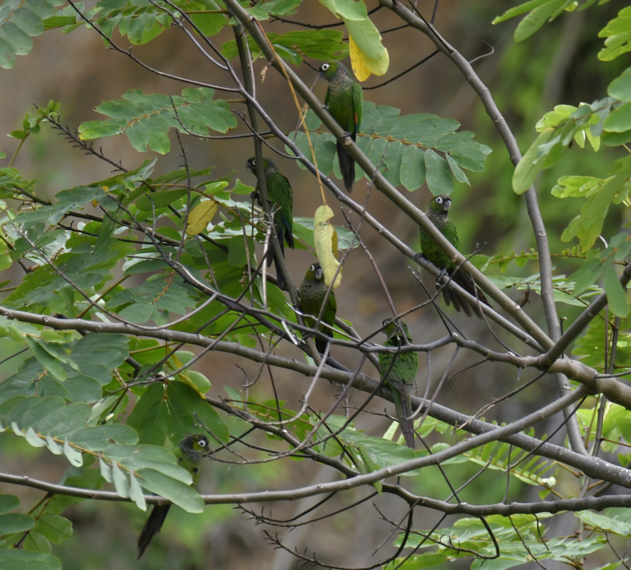 Maroon-tailed Parakeet (Pyrrhura melanura), photo 9