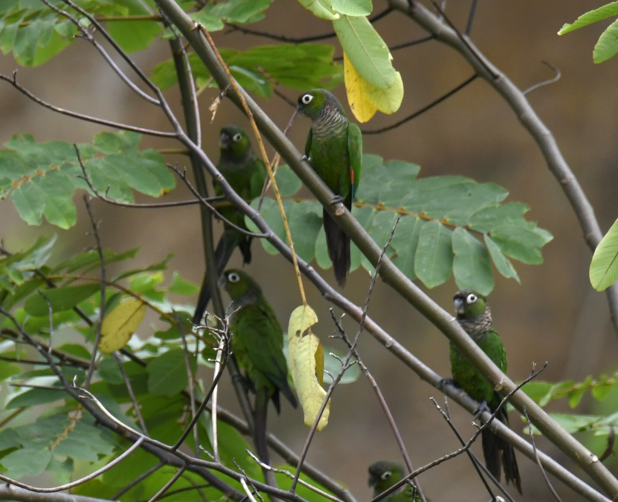 Maroon-tailed Parakeet (Pyrrhura melanura), photo 8