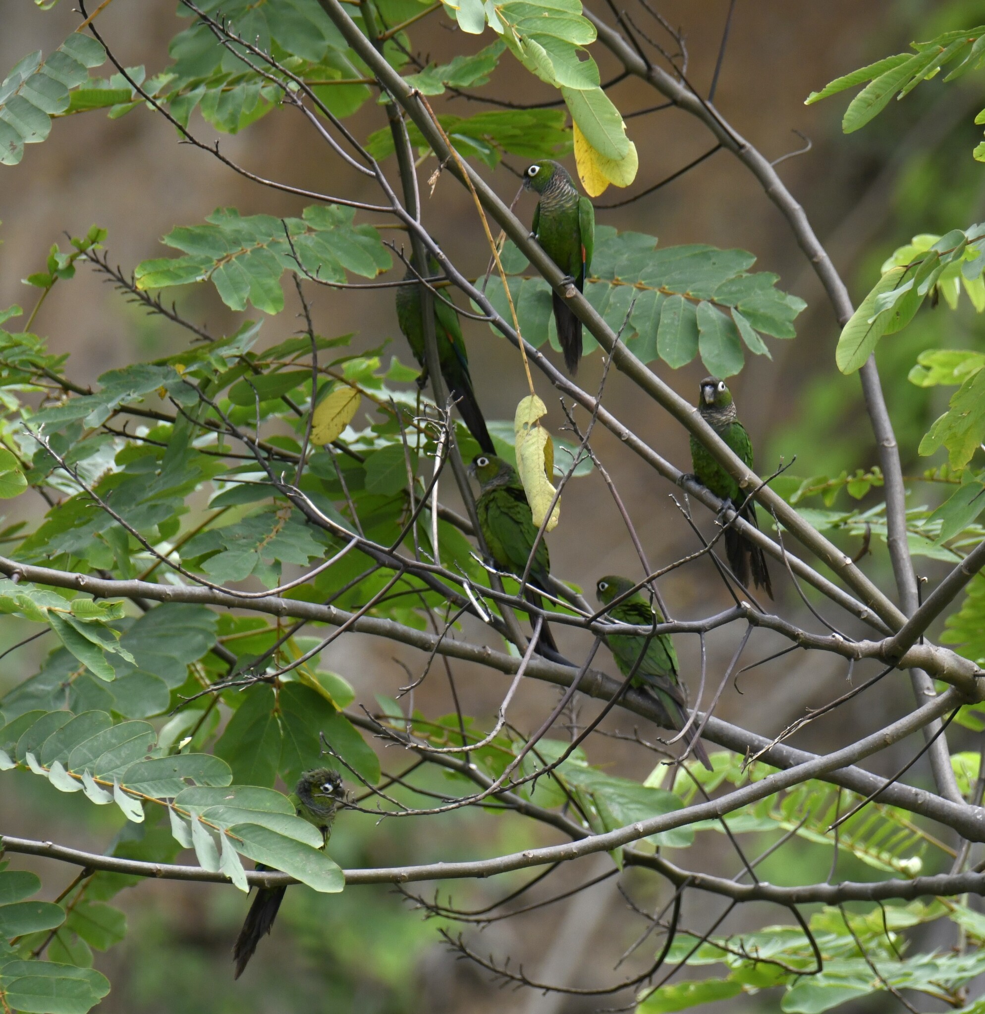 Maroon-tailed Parakeet (Pyrrhura melanura), photo 10