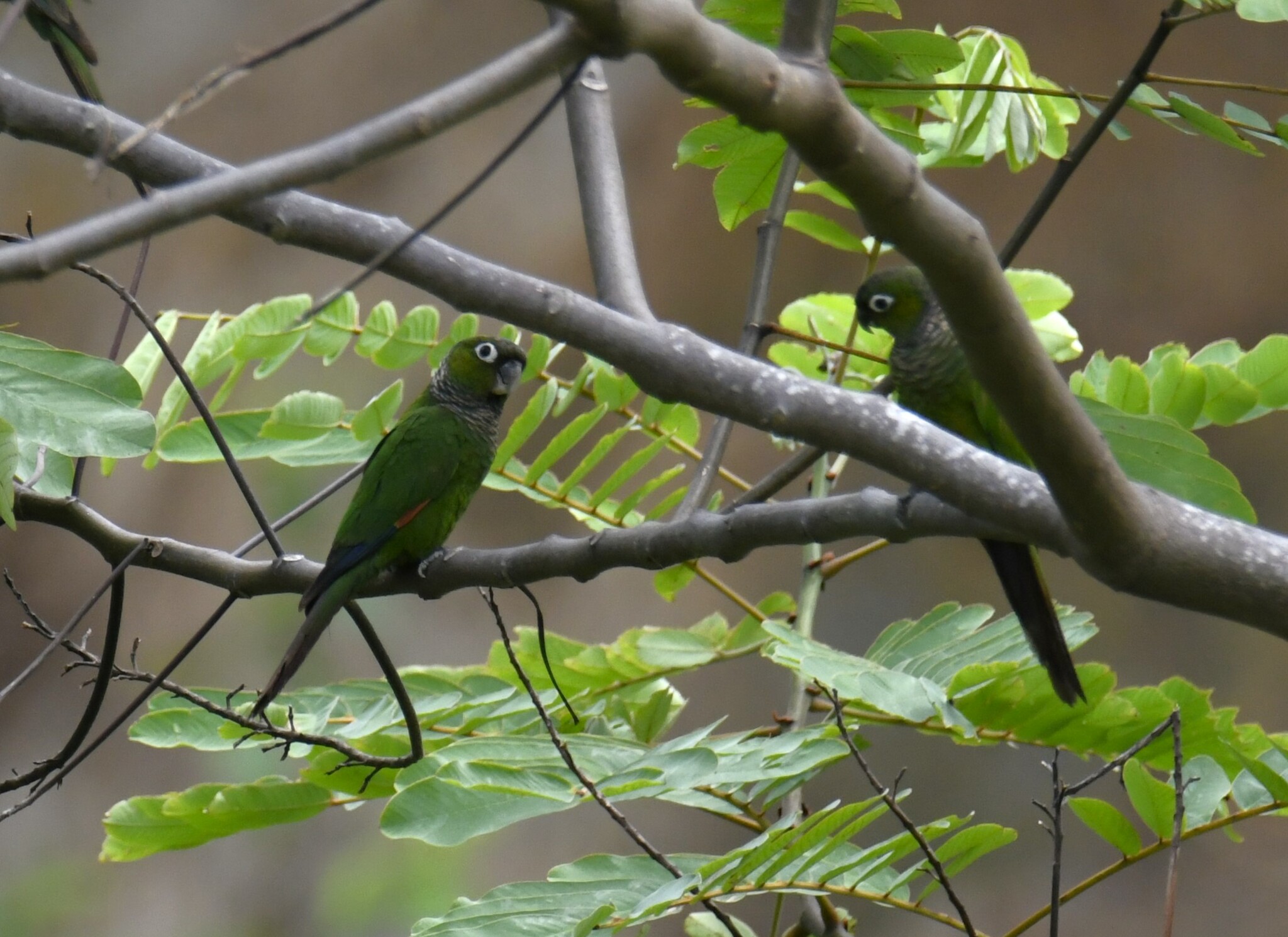 Maroon-tailed Parakeet (Pyrrhura melanura), photo 4
