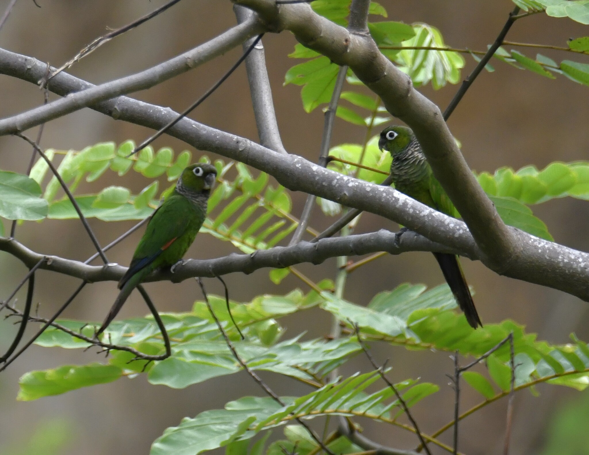 Maroon-tailed Parakeet (Pyrrhura melanura), photo 3
