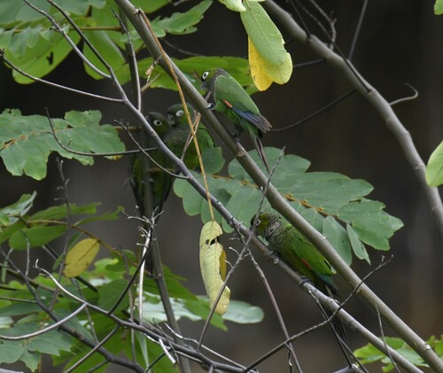 Maroon-tailed Parakeet (Pyrrhura melanura), photo 7