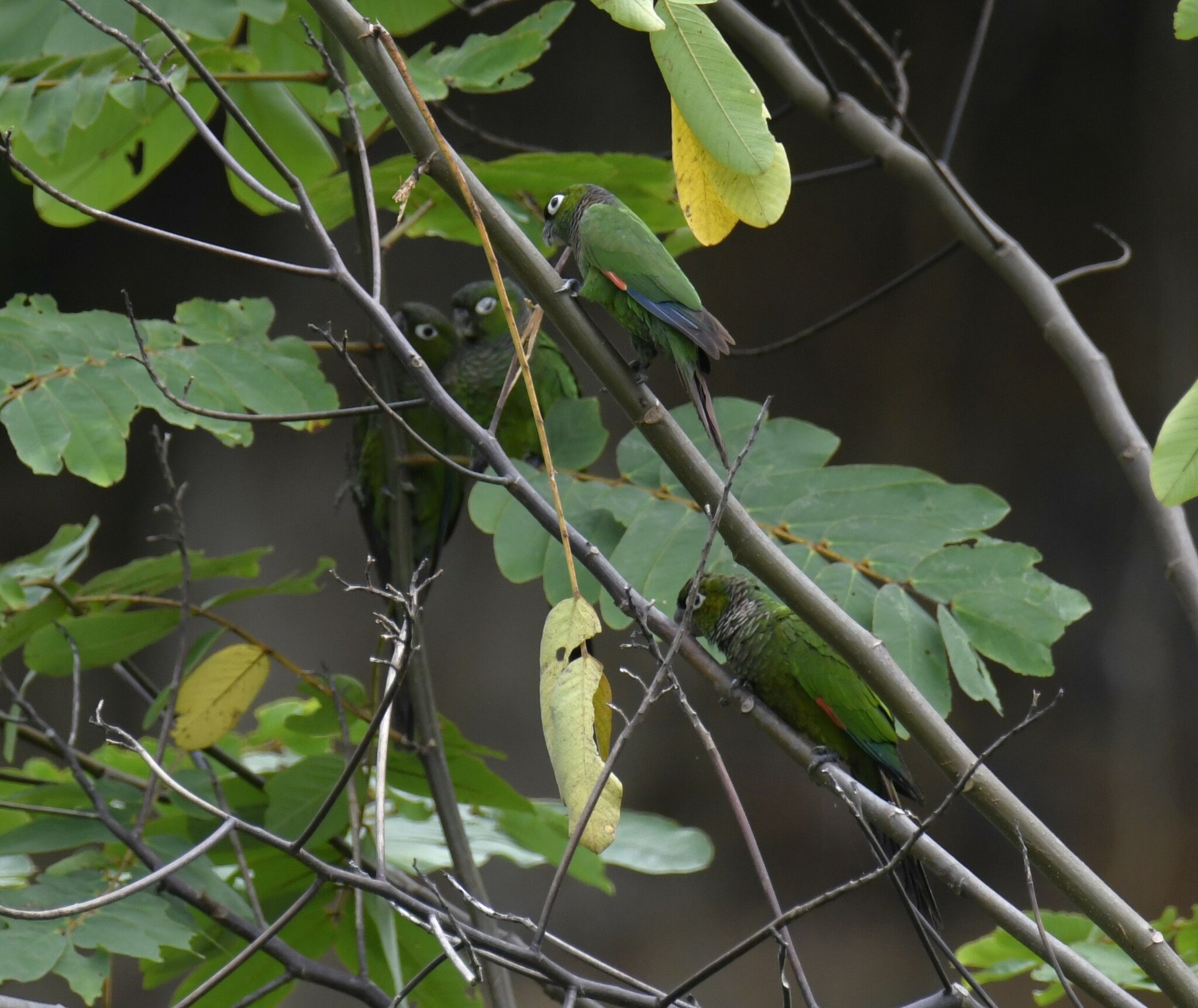 Maroon-tailed Parakeet (Pyrrhura melanura), photo 7