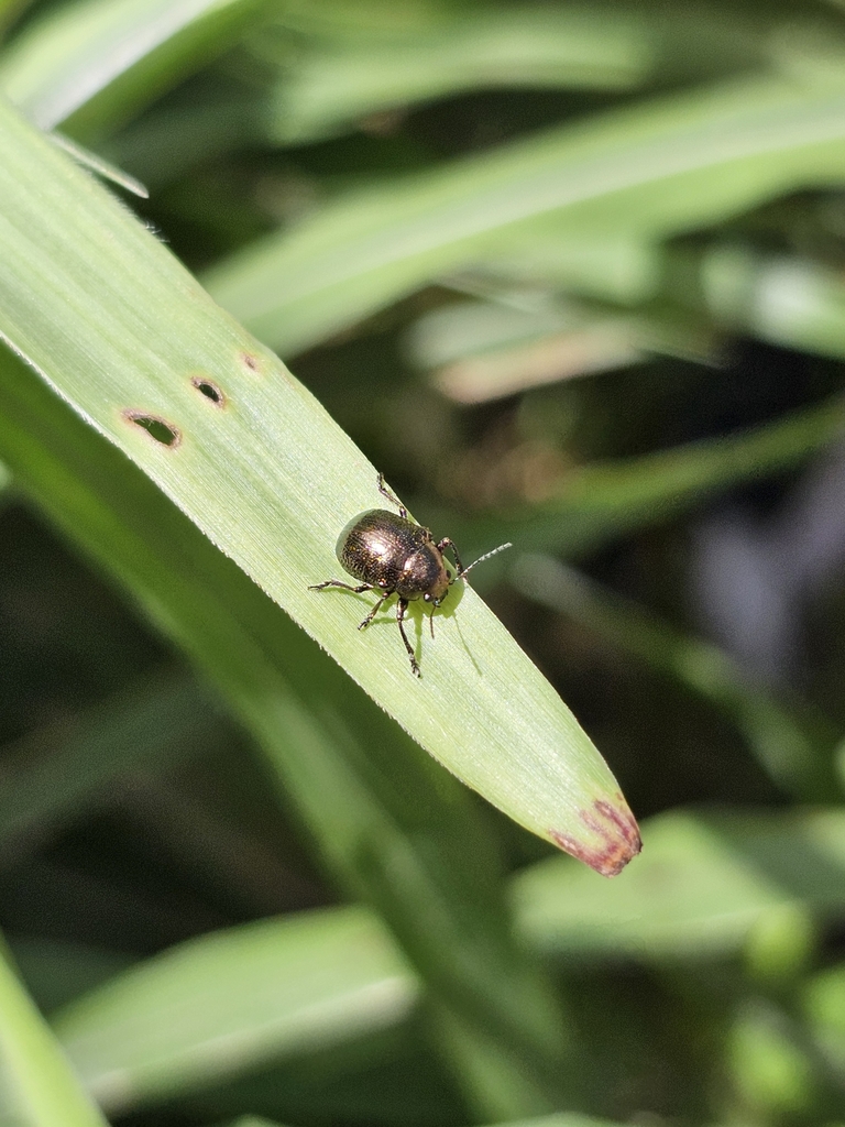 Colasposoma rugiceps