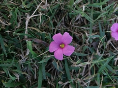 Oxalis hispidula