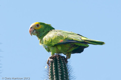 Amazona barbadensis