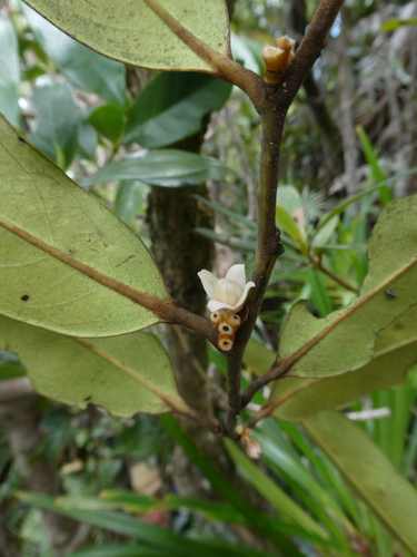 Diospyros macrocarpa observed 2024-02-17