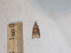 Platynota flavedana