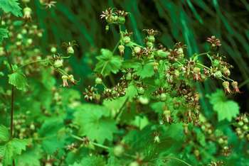 Oregon Bolandra in May 2013 by yoon1990. actinomorphic flowers palmate ...