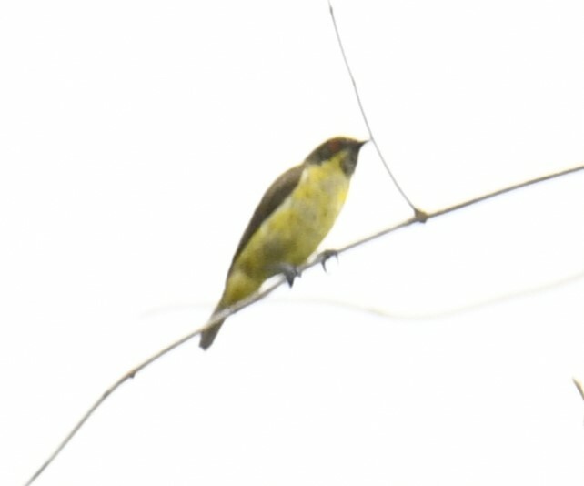 Yellow-bellied Dacnis (Dacnis flaviventer), photo 9