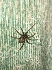 Tegenaria domestica