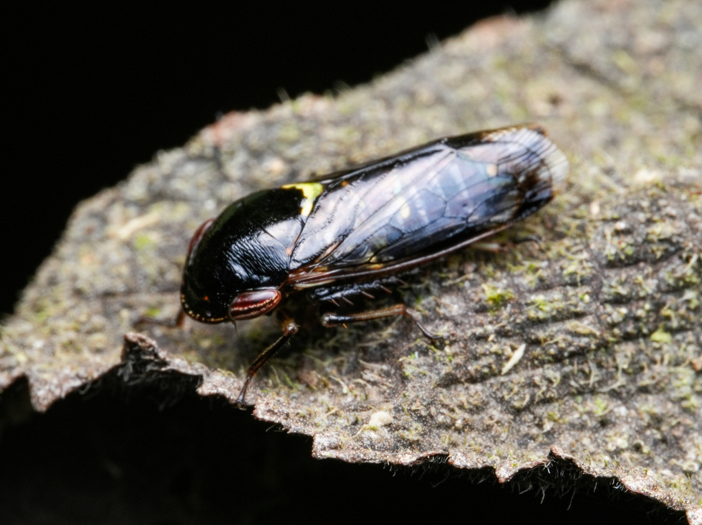 Tardrabassus