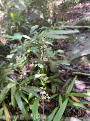 Leptaspis banksii