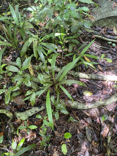 Leptaspis banksii, photograph 3