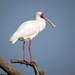 African Spoonbill - Photo (c) Ken Turner, some rights reserved (CC BY-NC), uploaded by Ken Turner