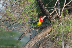 Platycercus eximius eximius