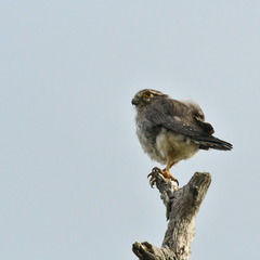 Spiziapteryx circumcincta