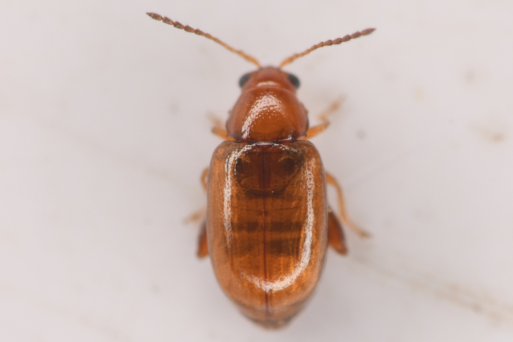 Glyptina cerina