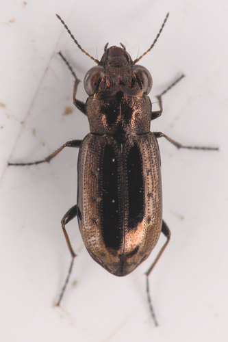 Notiophilus semiopacus