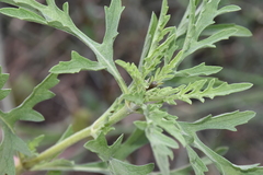 Ophraella communa
