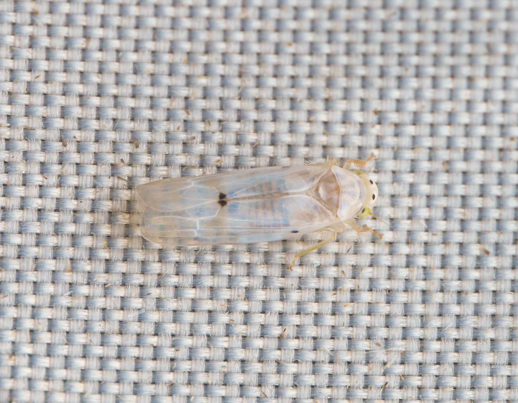 Gredzinskiya