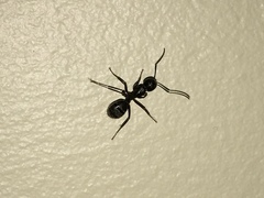 Camponotus pennsylvanicus