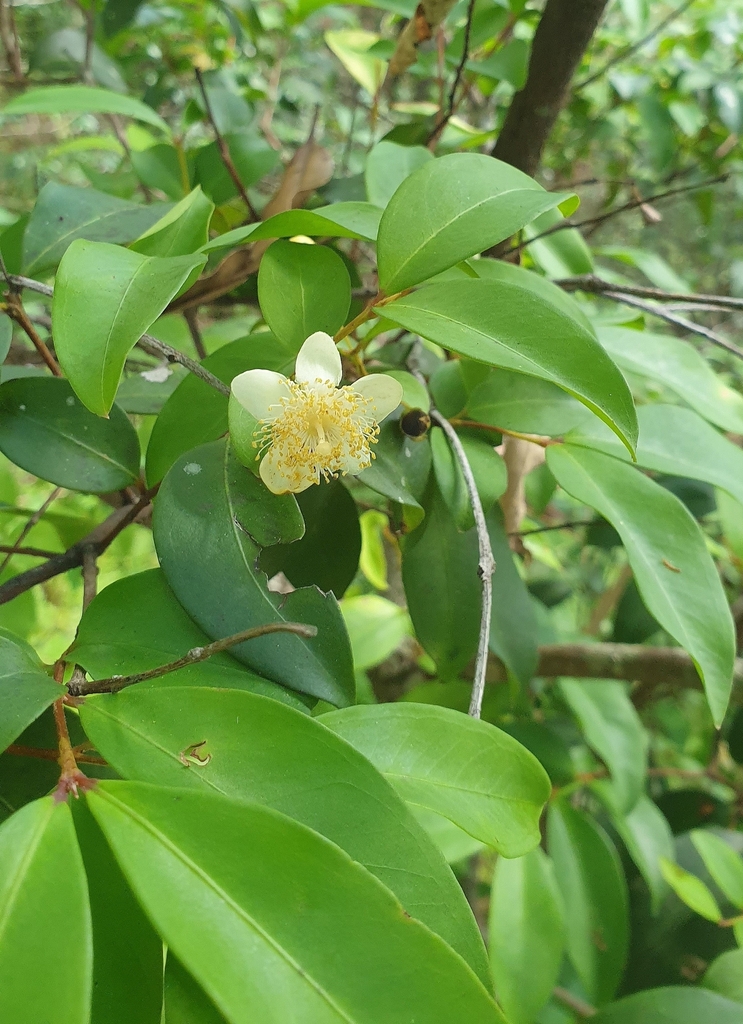 Pilidiostigma glabrum in February 2024 by Peta · iNaturalist