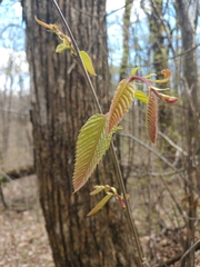 Castanea ozarkensis