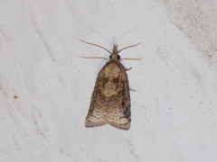 Platynota flavedana
