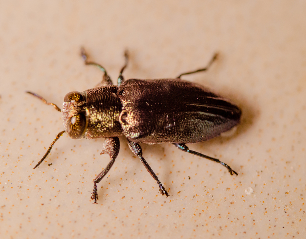 Chrysobothris analis from Mérida, Yuc., México on February 19, 2024 at