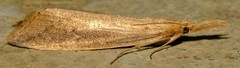 Donacaula melinellus
