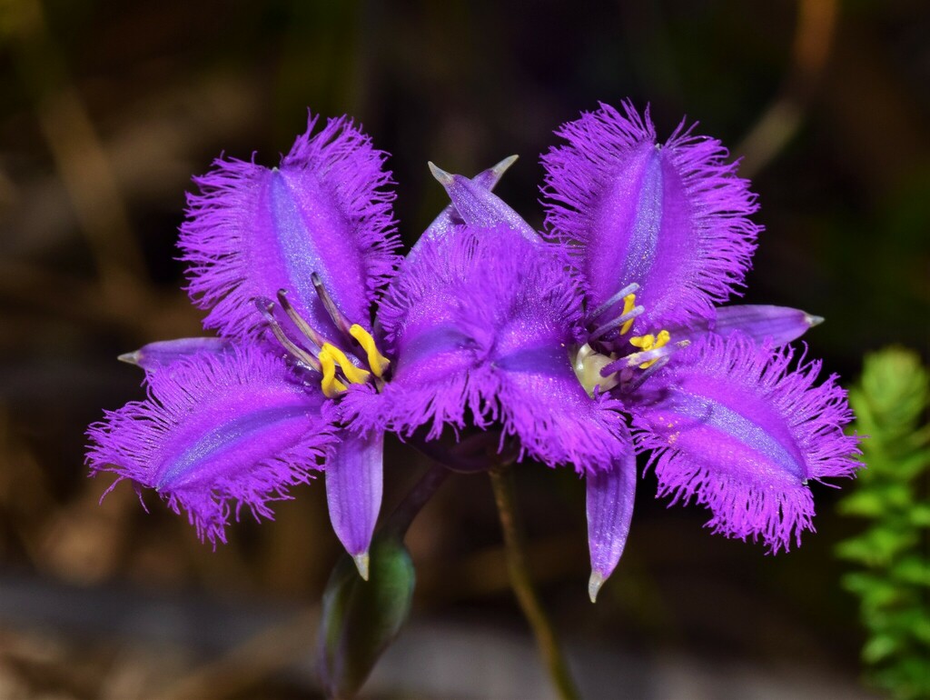 Thysanotus pseudojunceus