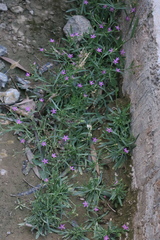 Centaurium pulchellum