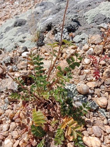 Image of Acaena agnipila by (c) John Barkla, some rights reserved (CC BY)
