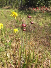 Sarracenia