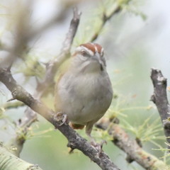 Rhynchospiza strigiceps