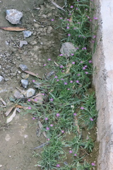 Centaurium pulchellum