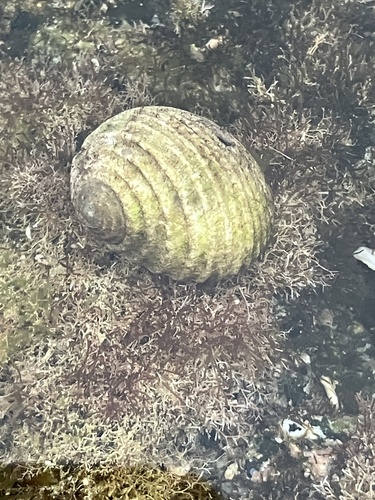 Nerita plicata observed 2024-02-20