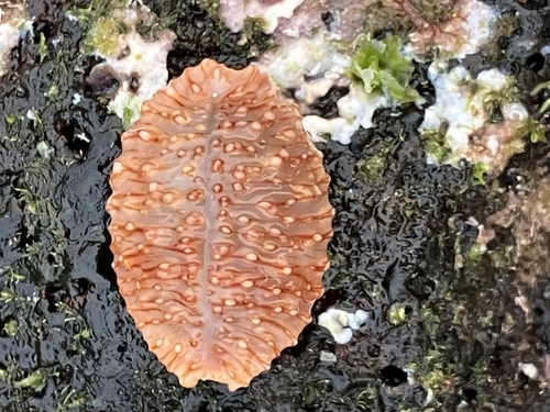 Nucleolaria granulata observed 2024-02-20