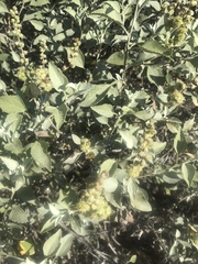 Ambrosia chenopodiifolia