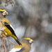 Western Evening Grosbeak - Photo (c) Liam Hutcheson, some rights reserved (CC BY-NC), uploaded by Liam Hutcheson