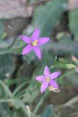 Centaurium pulchellum