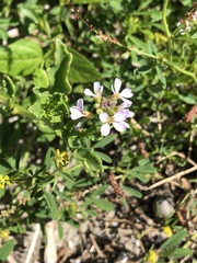 Cakile constricta