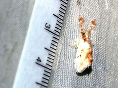 Dalcerides alba image