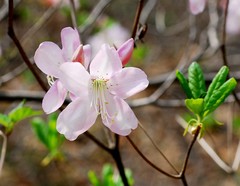 Rhododendron schlippenbachii