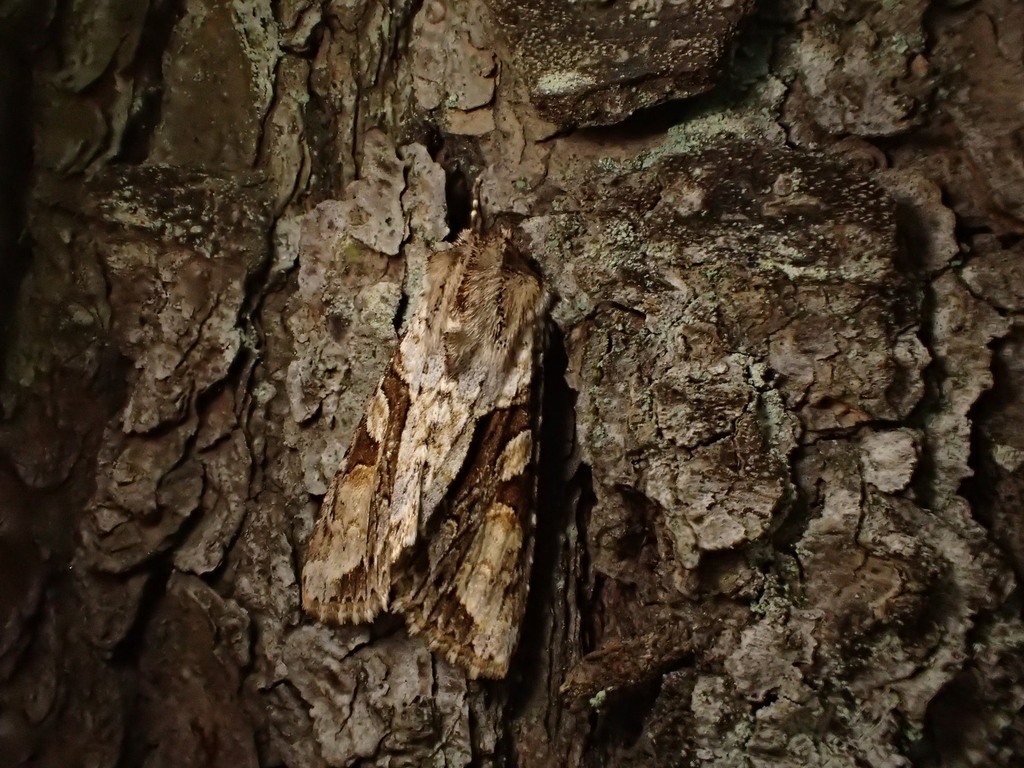 クロスジキリガ屋久島以北亜種