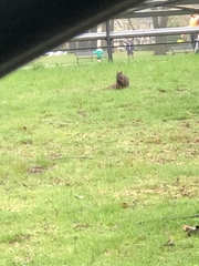 Sciurus carolinensis