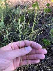 Limnodea arkansana