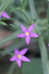 Centaurium pulchellum