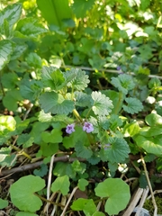 Glechoma hederacea